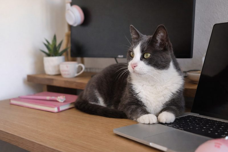 Choco seduto sulla scrivania accanto al laptop, in posa per lo shooting