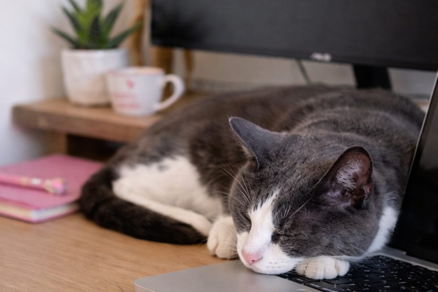 Choco che dorme appoggiato al laptop sulla scrivania